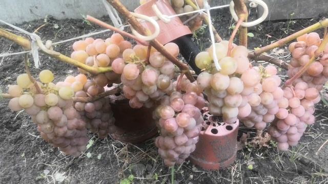 Сочный виноград Паланга. смотреть онлайн