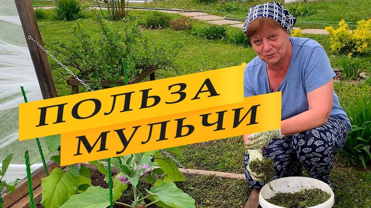 Мульчирование. Польза и ошибки.