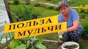 Мульчирование. Польза и ошибки.