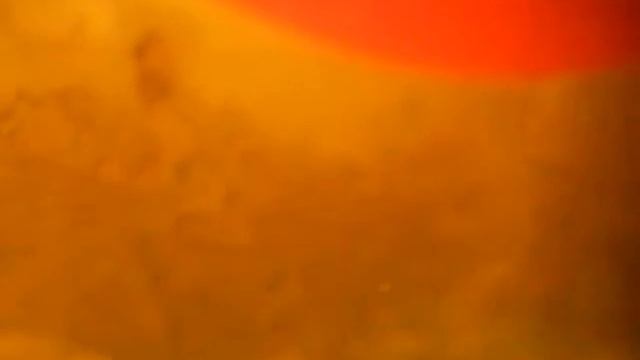 Личинка Скалярии. смотреть онлайн