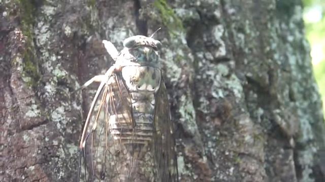 Cicada смотреть онлайн