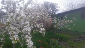 VID_20250405_145043.mp4