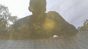 Выращивание личинки карпа. 18-й день.