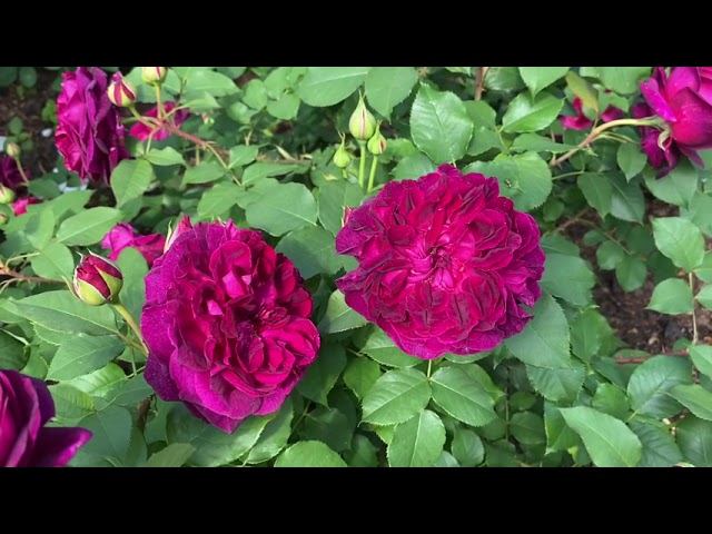 Розы. Срочно делаем обработку от трипсов. Немного о красоте. смотреть онлайн