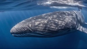 Пение китов - музыка восстанавливающая здоровье, нервы и силы