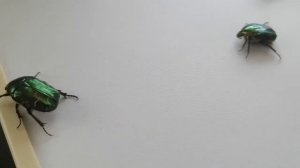 Бронзовки / bronze beetles