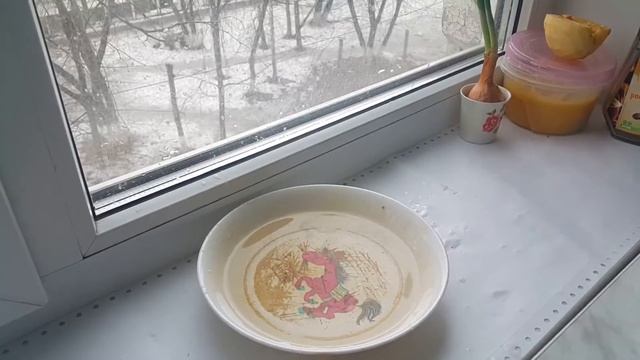 Волнистый попугайчик смотреть онлайн