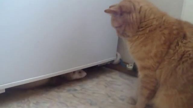 Ванга и Тигра.MP4 смотреть онлайн