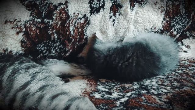 Мамкин хвост — лучшая игрушка смотреть онлайн