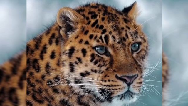 Дальневосточный Леопард