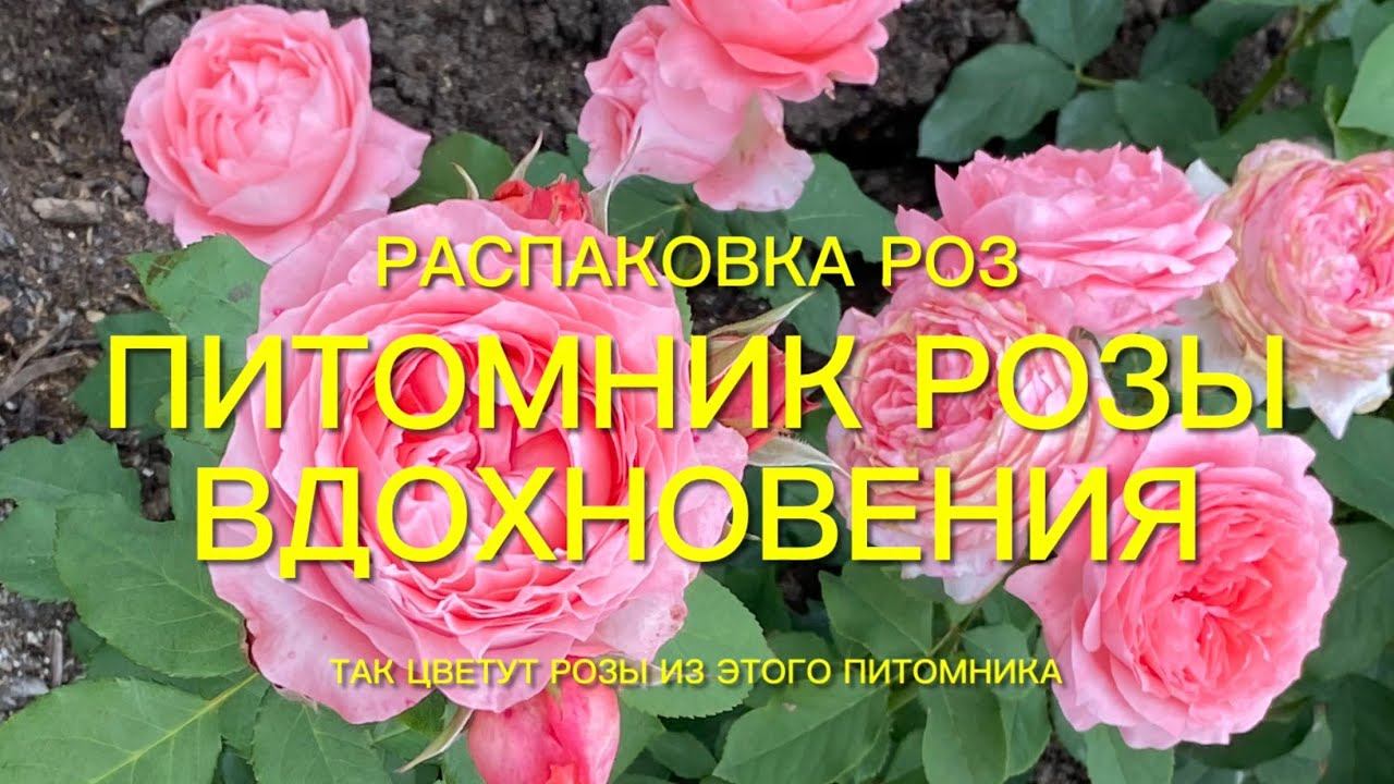 Розы. Питомники которым можно доверять. Первая посылка из питомника ‘’ Розы Вдохновения ‘’ смотреть онлайн