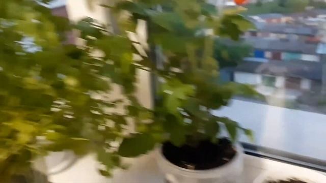 Помидоры. огород на окошке. Часть 5. 2020 смотреть онлайн