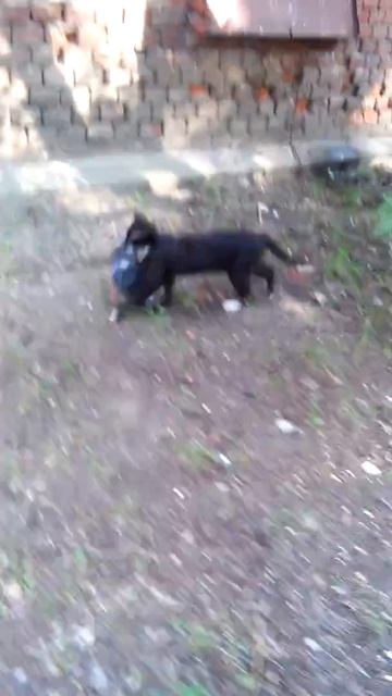 Кошка поймала голубя... смотреть онлайн