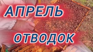Апрель.Отводок.🐝🐝🐝🐝🐝