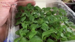 Обзор рассады на 4.04.25г. Какие у меня взошли расцветки колеусов.