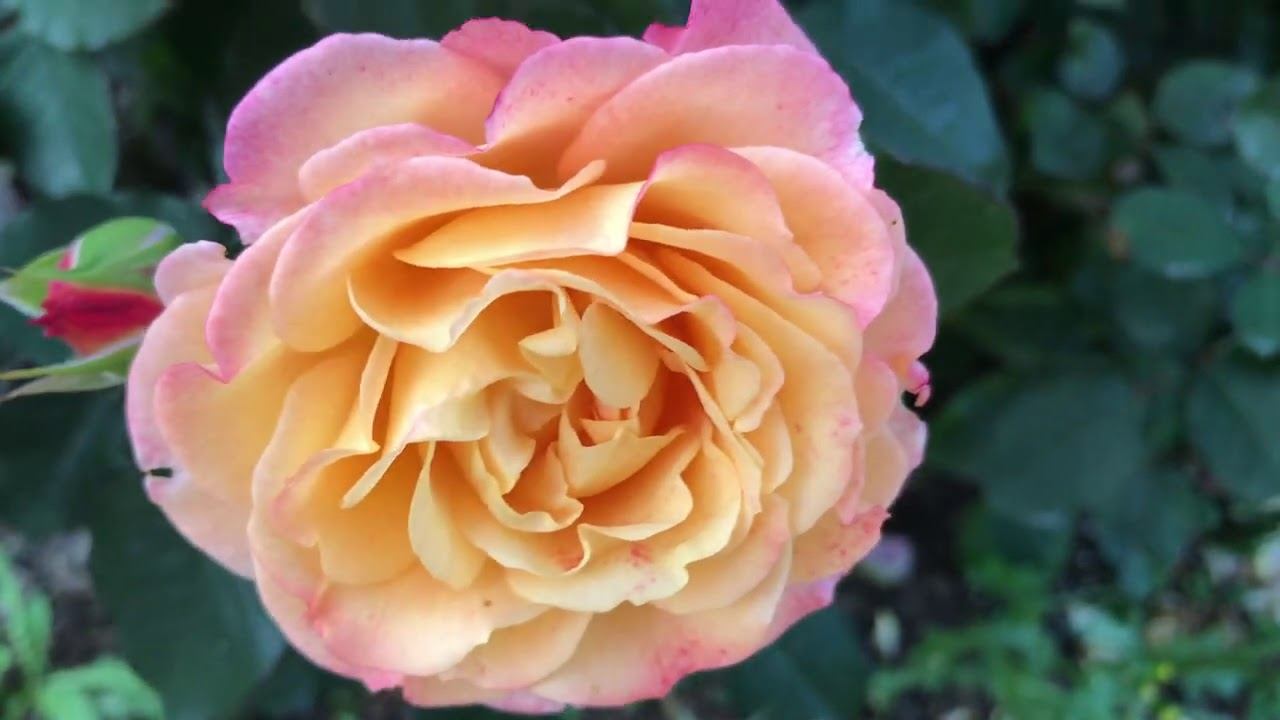 Розы. А в зоне отдыха цветение....... смотреть онлайн