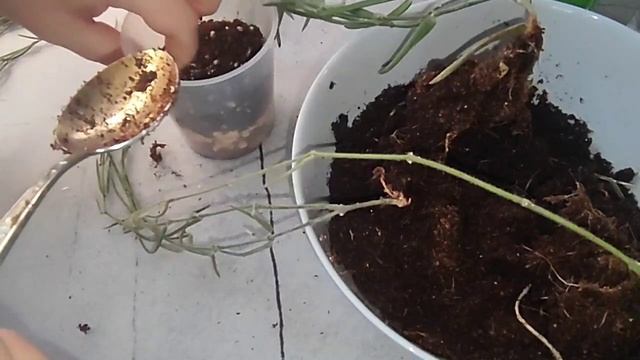 Хойя Линеарис. Обрезка, омоложение, посадка смотреть онлайн