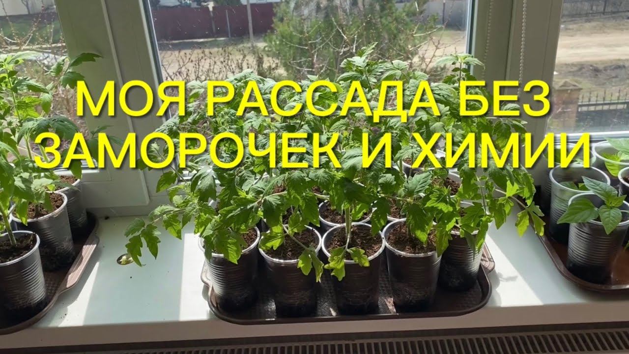 Дела огородные. Как растет моя рассада без заморочек и химии. смотреть онлайн