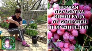Чем опрыскать виноград весной первый раз от болезней и вредителей