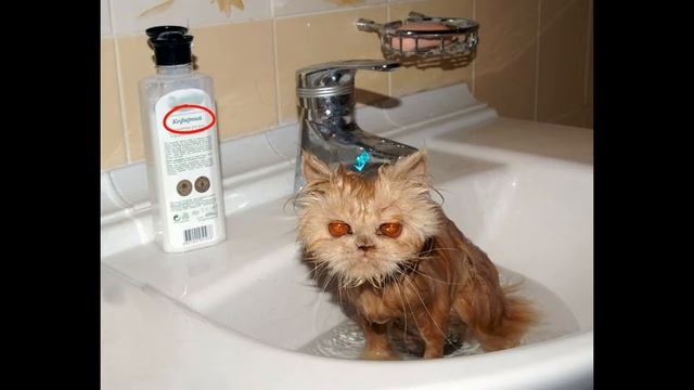 Смешной прикольный кот кошка 2019 - Смешные кошки МатроскинТВ смотреть онлайн