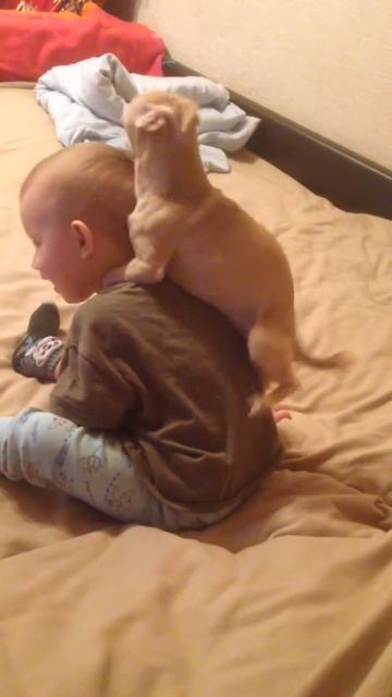 Собака износиловала ребенка 18+ смотреть онлайн