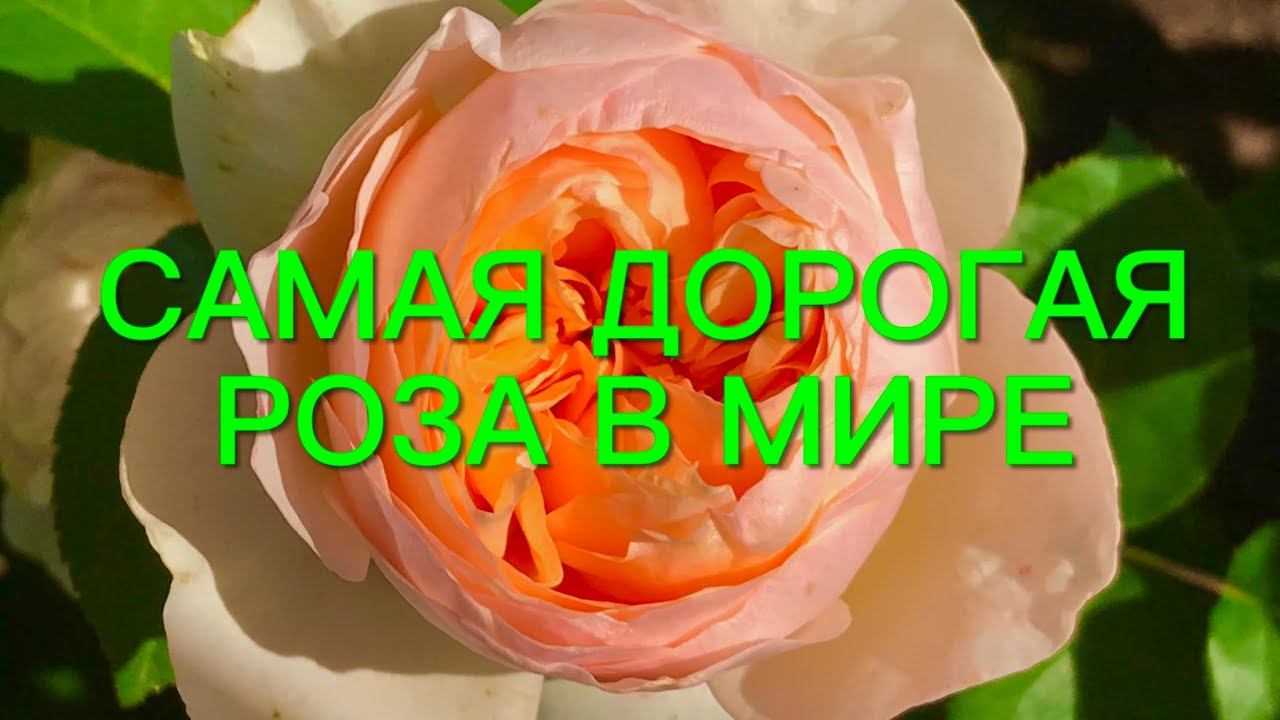 Розы. Самая дорогая роза в мире . Топ 5 лучших сортов Дэвида Остина. смотреть онлайн