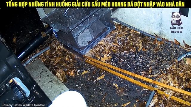 Giải cứu đàn gấu mèo sống bên trên trần nhà của một người phụ nữ || Review Con Người và Cuộc Sống смотреть онлайн