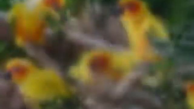 Самыхе красивые и уникальные попугаи смотреть онлайн