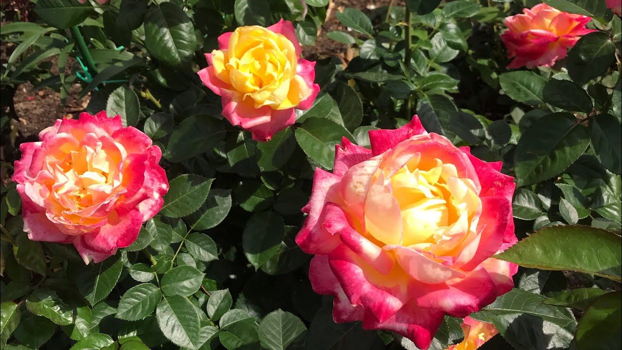 Розы. Приглашаю насладиться красотой моего сада. смотреть онлайн