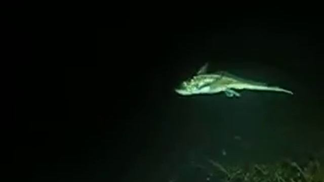 Havmus from Bergen смотреть онлайн