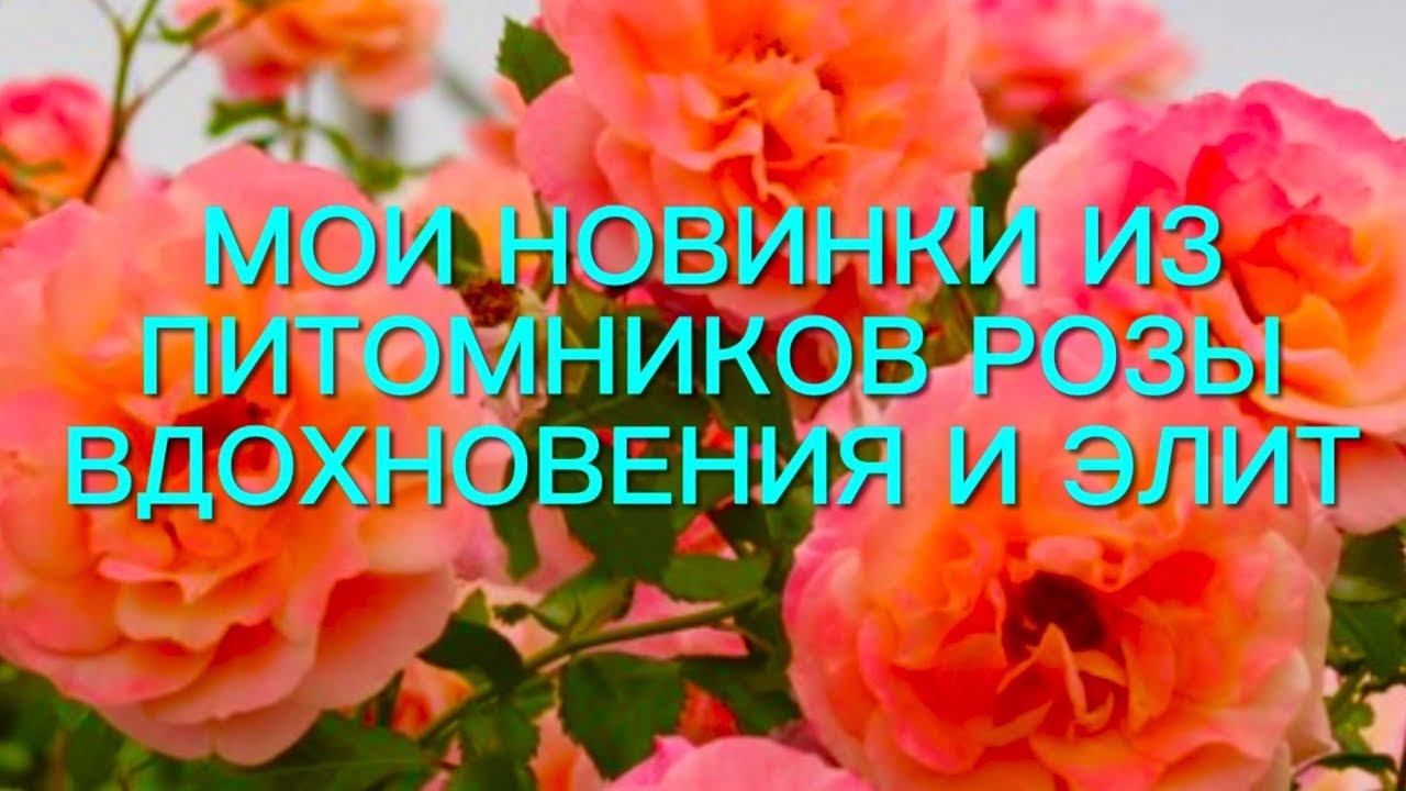 Розы. Мои новинки из питомника Розы Вдохновения Краснодарского края и питомника Элит смотреть онлайн