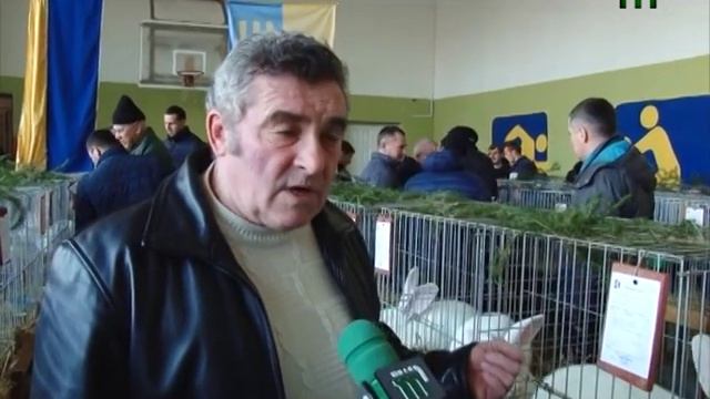 Понад 200 кролів різних порід представили на сьомій виставці в Ужгороді смотреть онлайн