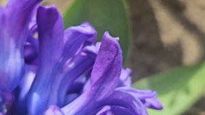 5.04.25 геоцинты.