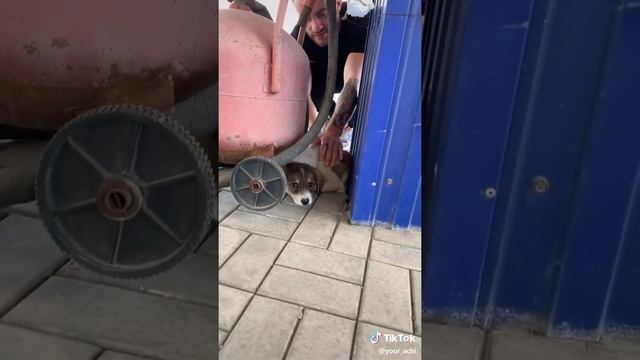 Всем привет друзья , помогайте животным они ведь тоже живые не бросайте и покидайте их , ) 💞😿