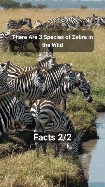 Interesting Facts About Zebra #shorts смотреть онлайн