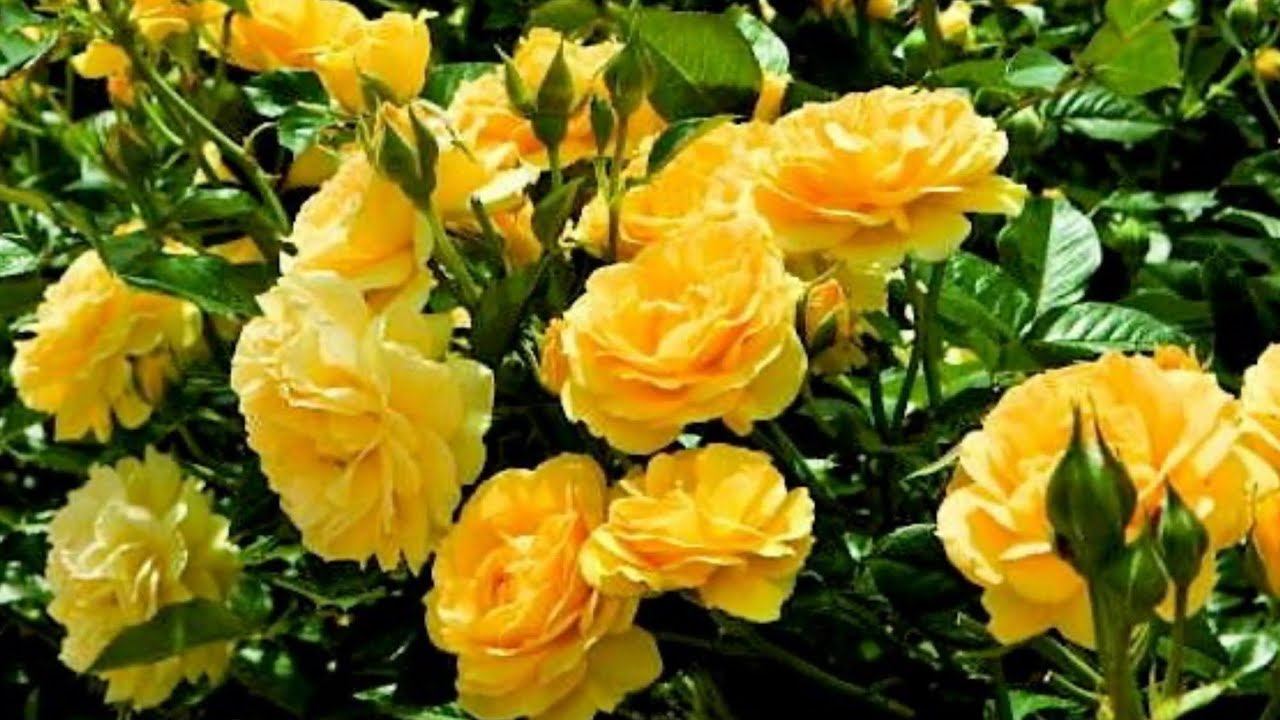 Розы. Новые заказы на весну 2021 года. Остановиться не возможно... смотреть онлайн