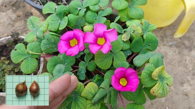 oxalis purpurea/ false shamrock/ wood sorrel pink/ oxalis flower update смотреть онлайн