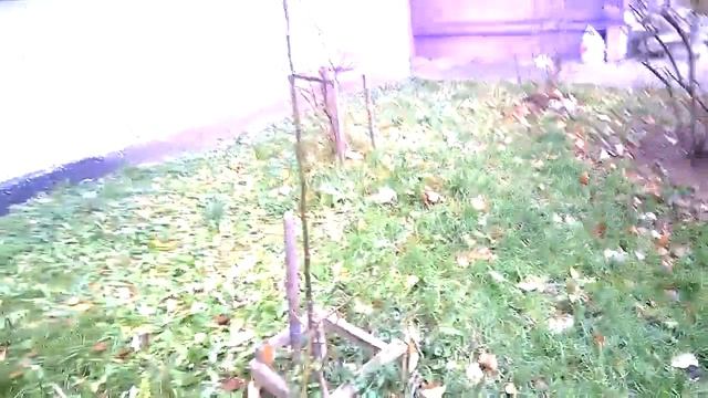 Посадки в КАМЕННЫХ ДЖУНГЛЯХ. Что у меня сидит в городе около многоэтажного дома? смотреть онлайн