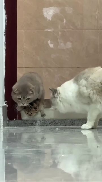 похищение котенка смотреть онлайн