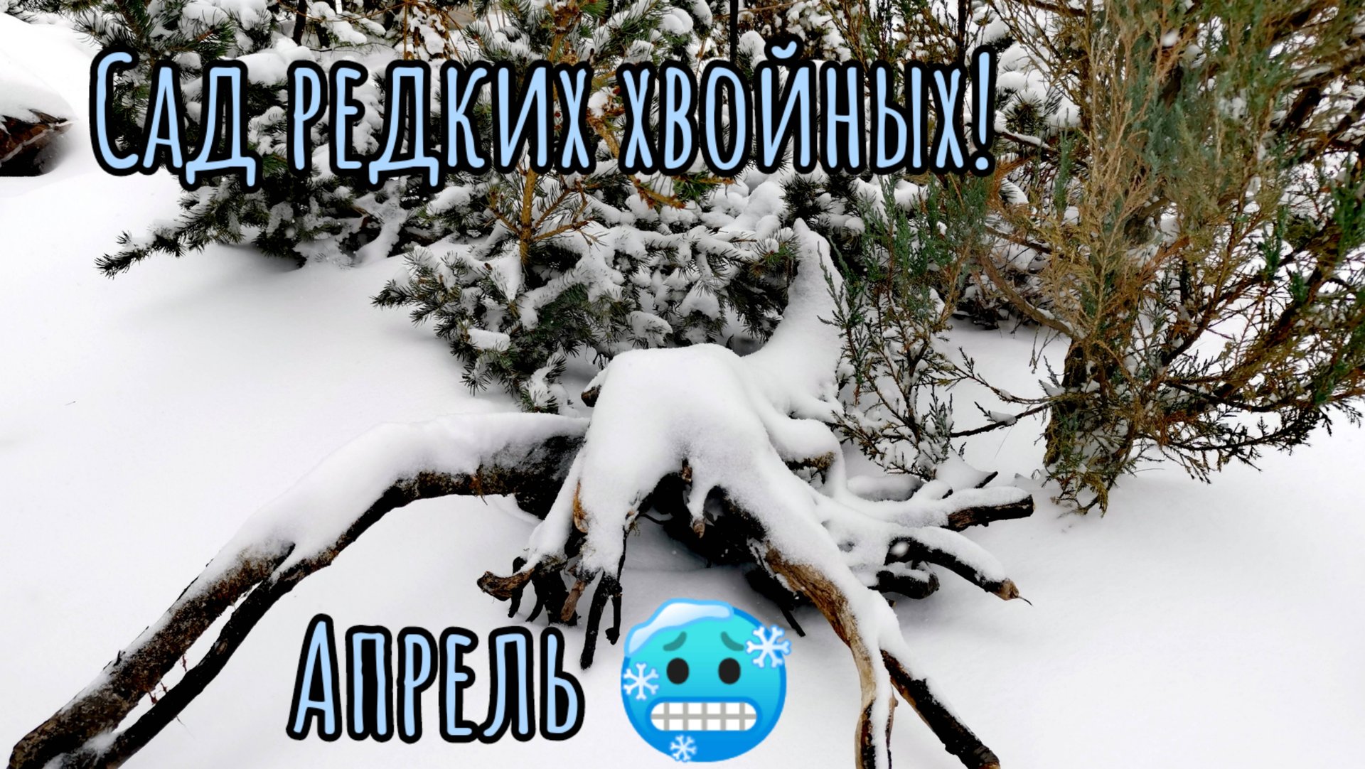 Сад редких хвойных 6 апреля 2025!🥶 Укрываю!😅 Новиночки!🔥🌲 смотреть онлайн
