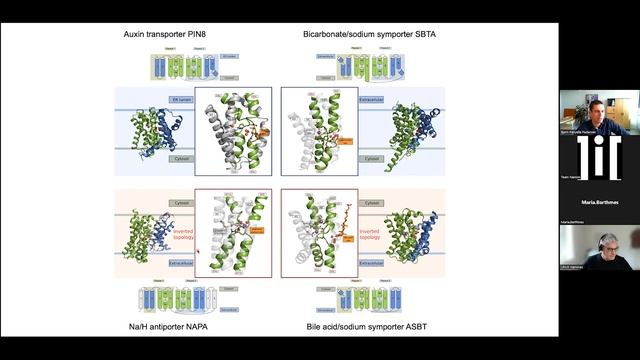 Structures and mechanism of the plant PIN-FORMED auxin transporter смотреть онлайн
