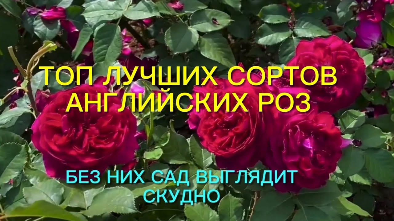 Розы. Без них сад смотрится скудно. Топ - 9 лучших английских роз, которые ….. смотреть онлайн