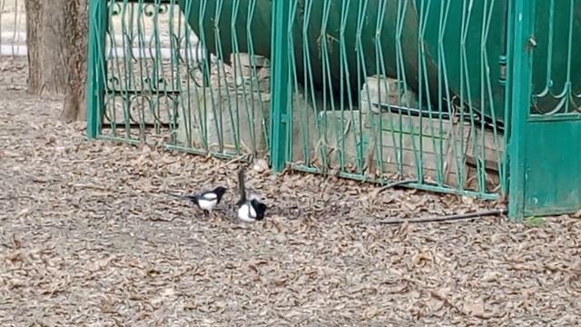 птичья баня смотреть онлайн