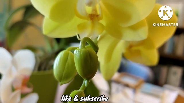 My Blooming Phalarnopsis Orchids смотреть онлайн
