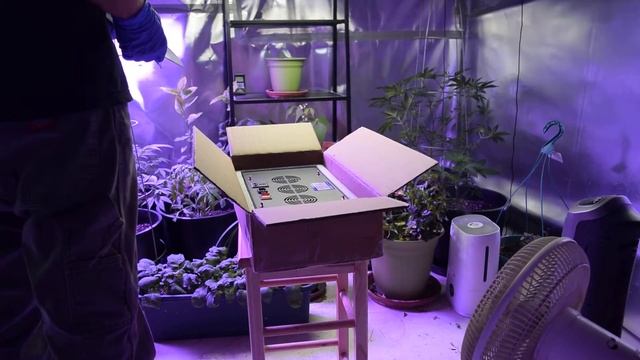 HeartStrong Garden: FAMURS LED Unboxing Camera version смотреть онлайн