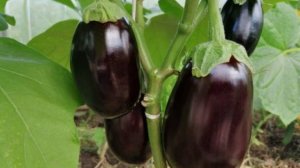 Самый простой способ сделать перевалку рассады баклажанов в большие емкости. Проверено.Рекомендую.