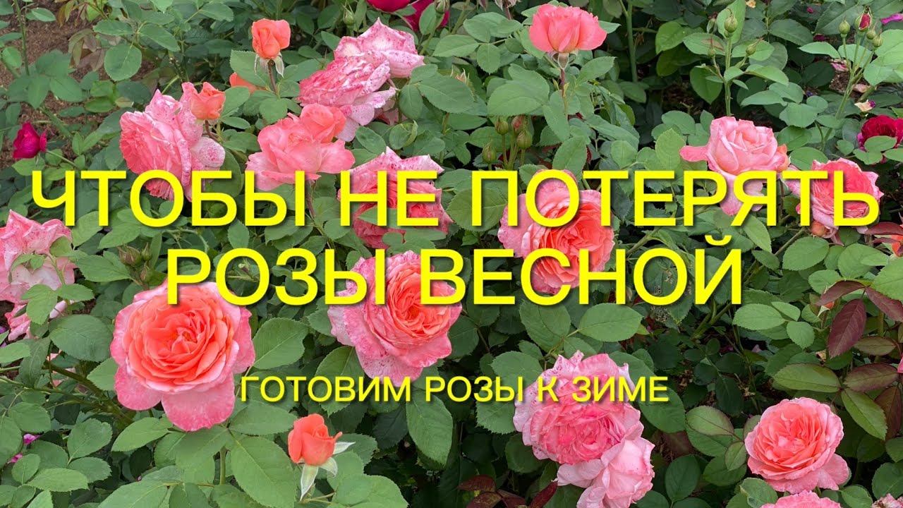 Розы. Если это не сделать сегодня, потеряем цветение завтра!!! Готовим Розы к зиме. смотреть онлайн