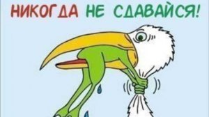 Как пересадить «Женское счастье» и разделить один цветок на два?