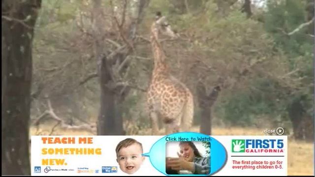 2010 07-02 Giraffe and Zebra on Sunrise Drive of WildEarth.TV смотреть онлайн