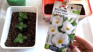 Пересадка Эустомы из торфяных таблеток в грунт (стаканчики)